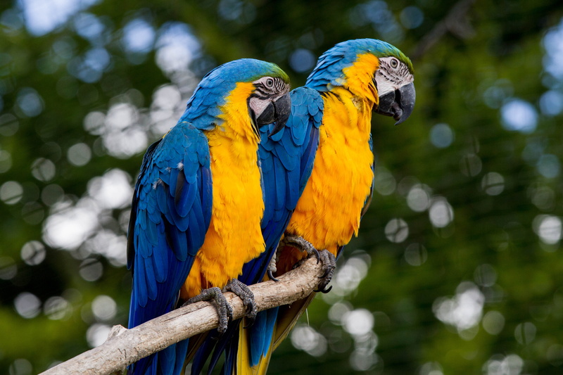 fauna, tropical rainforest, two, ara, portrait of animals, bird, day, branch, one animal, rainforest, zoo, blue, colorful, 4K, animal themes, animals