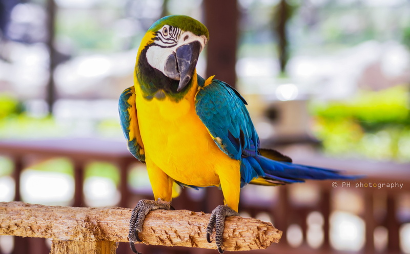 wildlife, forest, close up, macaw, animal wildlife, outdoors, vivid, photography, nature, blue, no people, parrot, focus on foreground, Animals, day, yellow