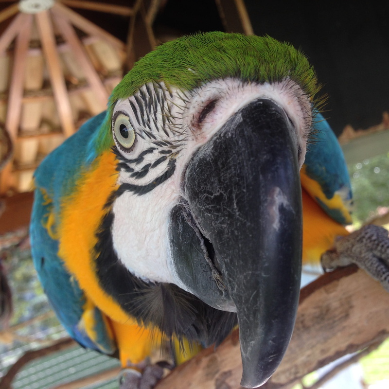 multi colored, animal head, 1080P, one animal, gold and blue macaw, Parrot, animal, animal wildlife, close-up, Jungle, vertebrate, animal themes, beak