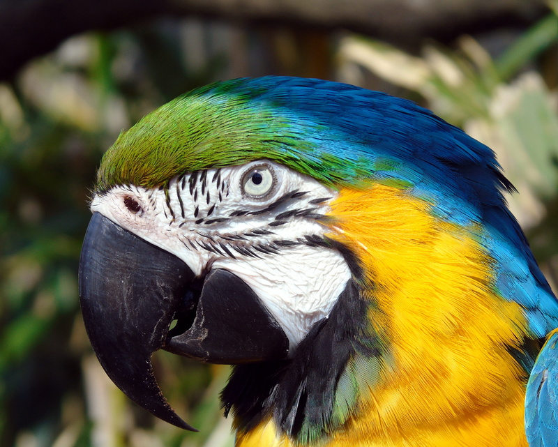 feather, close-up, jungle, bird, color, colorful, wild, one animal, throated, multi colored, cute, animal head, vertebrate, colourful, no people, focus on foreground