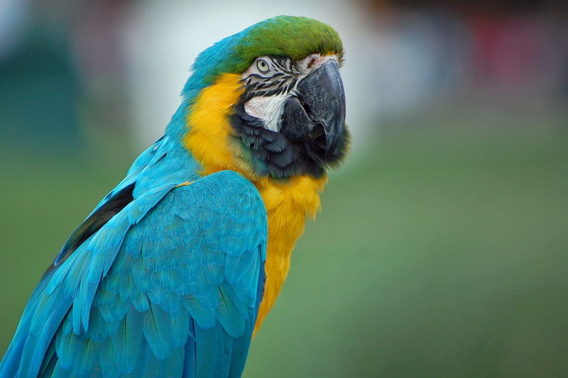 close-up, colors, tropical, blue, jungle, vibrant, nature, one animal, yellow, environment, vivid, Close, Bird, vertebrate, wild, Parrot, no people, animal themes