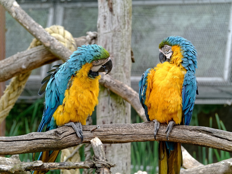 tree, tropical Climate, branch, yellow, looking, vertebrate, aviary, focus on foreground, red, multi Colored, parrot, zoo, green Color, beauty In Nature