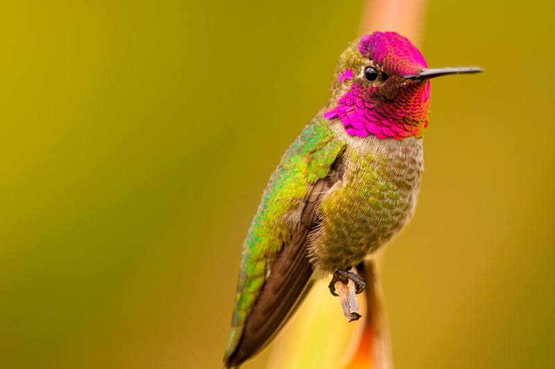 Bird, perched, feather, aviary, closeup photography, stem, wildlife, beak, Nature Photography, nature, iridescent, animal, Colibri, green, hovering, pink