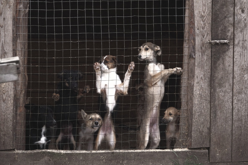shelter, zoo, pets, three animals, animal, cage, dog, no people, portrait, dogs, sorrow, 5K, primate, mammal, group of animals, chain, animal themes, hope
