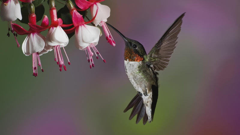flower head, plant, close-up, animal themes, no People, hovering, songbird, mid-air, iridescent, feather, white, color Image, beak, animal, vertebrate