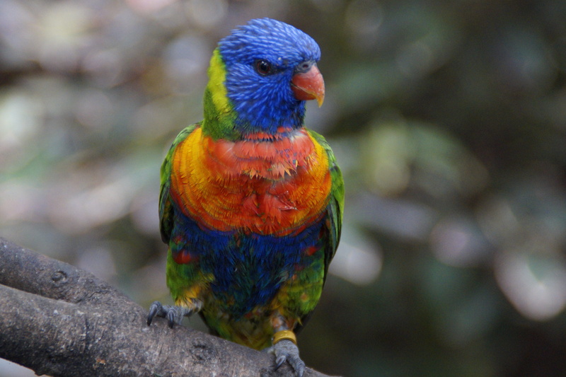no people, bird aviary, mountain lorikeet, Bird, perching, looking away, parrot, animal themes, colorful, animals in the wild, 5K, one animal, animal wildlife