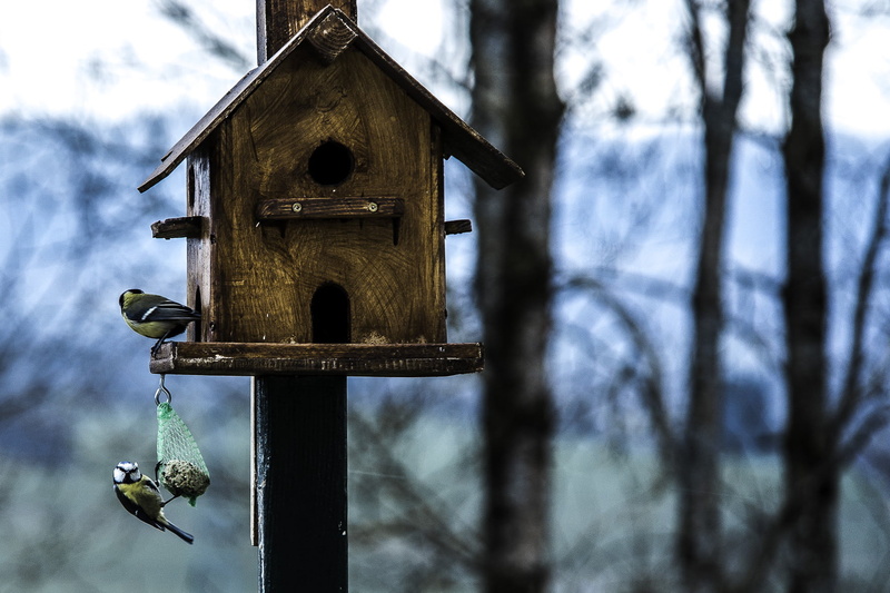 animal wildlife, shelter, aviary, nature, plant, animals in the wild, birdhouse, built structure, blur, wood, focus on foreground, tree trunk, bird, focus