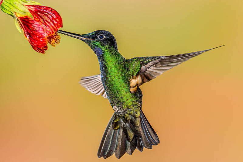 bird Watching, green, Buff-winged Starfrontlet, bird, beak, songbird, 5K, hummingbird, animal Wing, nature, panting, spread Wings, iridescent, feather
