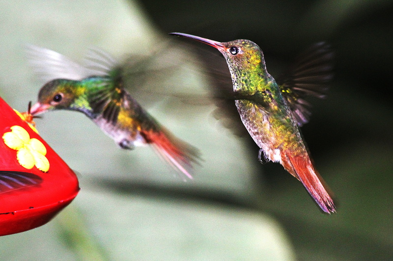 animals in the wild, close-up, outdoors, no people, two, bird, flying, hummingbirds, vertebrate, red, birds, beauty in nature, focus on foreground, animal themes