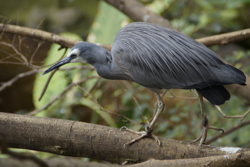 plumage, bird, focus on foreground, full length, no people, day, beak, animal world, animal themes, eastern, side view, perching, animal, intervention