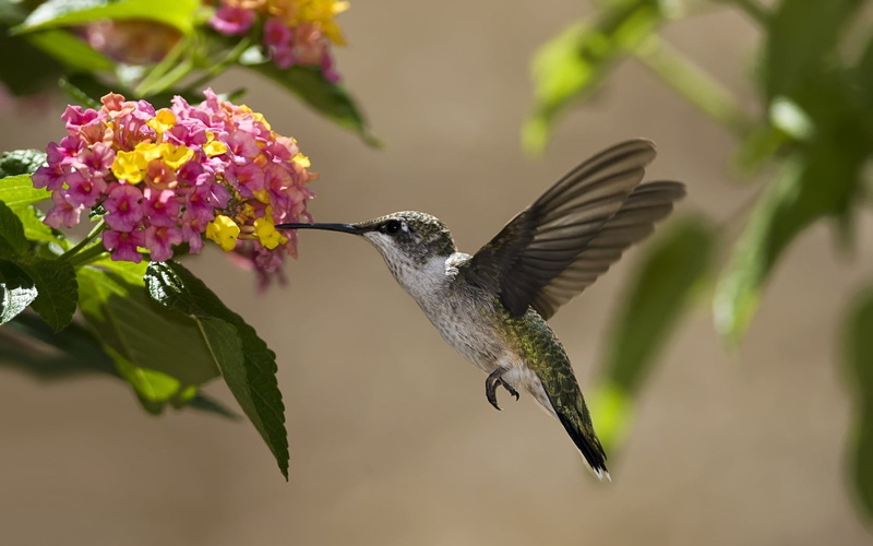 multi Colored, bird, hovering, focus on foreground, 720P, pollination, flowers, fragility, brown, flowering plant, outdoors, animal themes, beauty In Nature