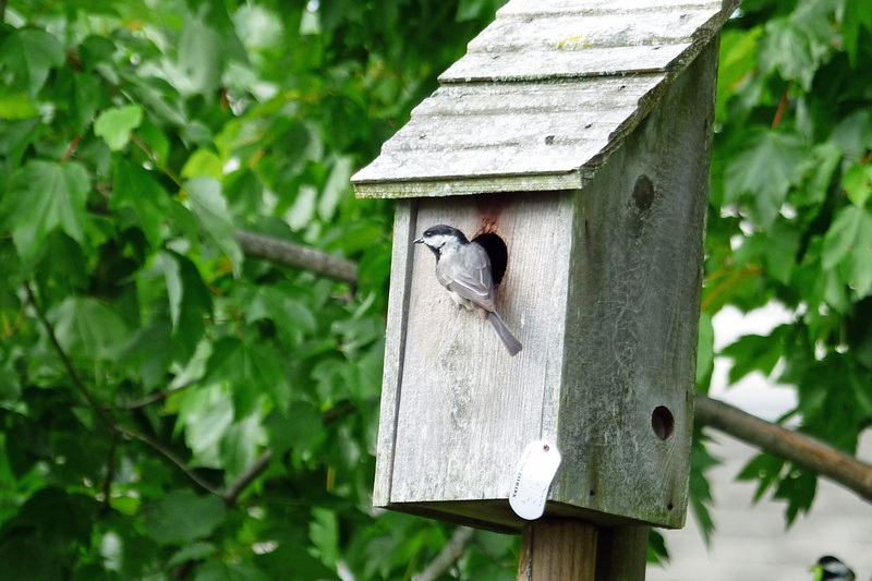 handmade, shelter, green color, close-up, garden, background, growth, house, birdhouse, no people, outdoors, trunk, animal themes, housing, bark, wood