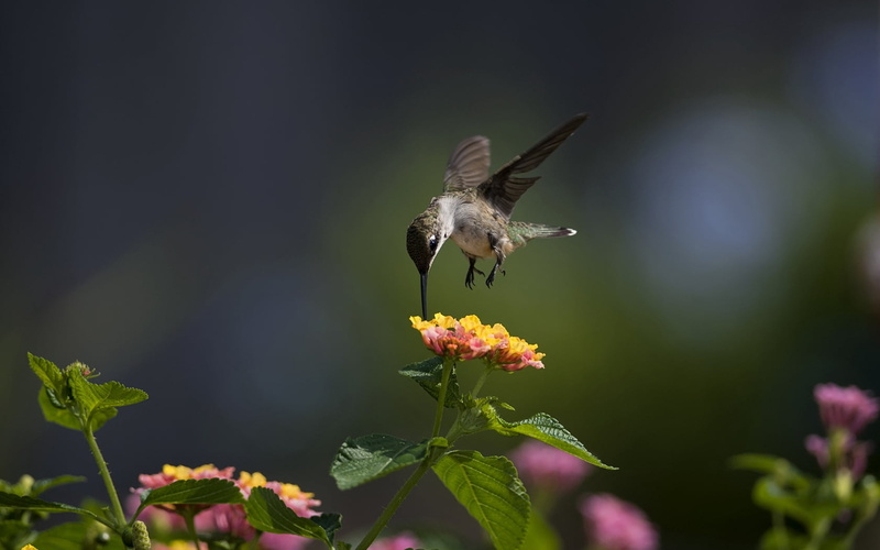 spread Wings, flying, close-up, bird Watching, songbird, nature, hovering, focus on foreground, animal Wing, flower head, growth, animals In The Wild, flower
