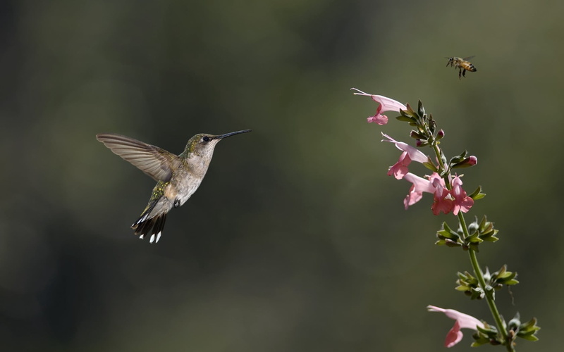 no People, 720P, animals In The Wild, beak, iridescent, animal, vertebrate, bee, animal Wing, animal themes, plant, mid-air, summer, color Image, songbird