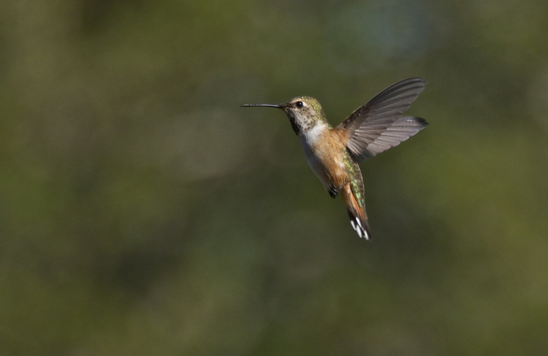 animal Wing, feather, bird, nature, Nature Photography, beaked, bird Watching, Female, focused, brown, Hummingbird, beak, green, Allen, flying, Raw, wildlife
