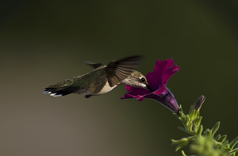 animals In The Wild, vertebrate, fragility, aviary, flower, animal wildlife, copy space, vulnerability, animal Wing, feather, songbird, no people, hummingbird