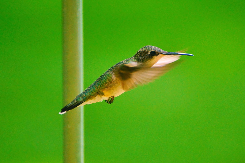 closeup photography, aviary, beak, brown, wildlife, hovering, closeup, 4K, animal, feather, green, nature, Humming bird, bird, My Little Friend, humming