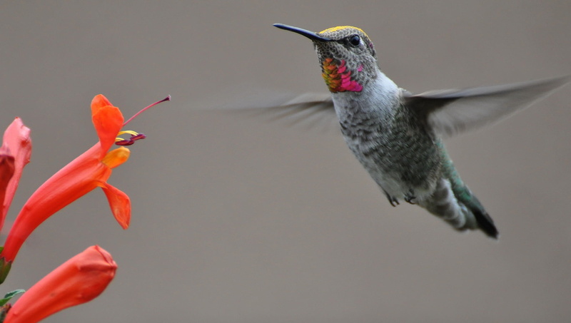 animal, 720P, Humming Birds, Arizona, orange flower, hovering, spread Wings, bird, gray, Nature, hummingbird, orange, flower, AZ, feather, aviary, beak