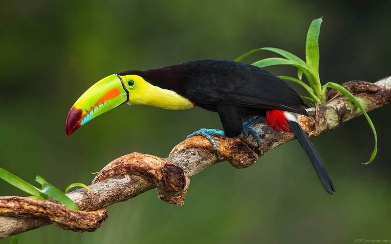 billed, 2K, desktop, toucan, costa, keel, rica, hd