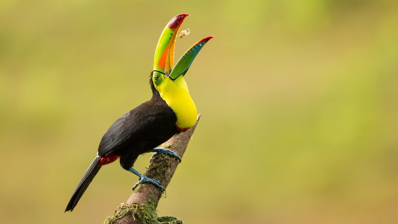 Keel-billed Toucan, Birds, 1080P