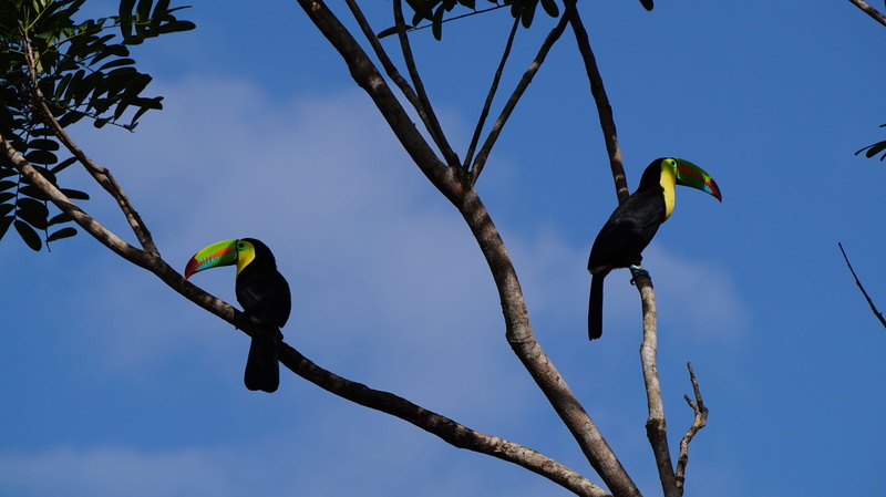 plant, rainforest, hornbill, blue, perched, keel billed toucan, animal themes, perching, two, toucan, tree, nature, vertebrate, animals in the wild, branch