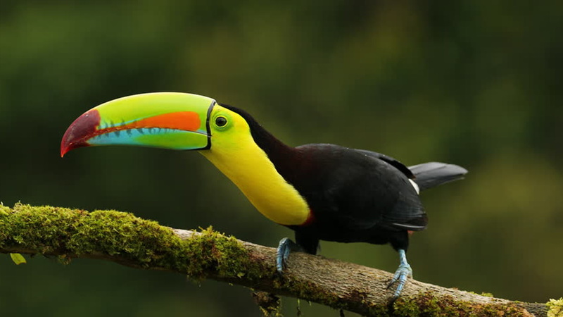 photos, hd, 1080P, bird, billed, keel, desktop, toucan