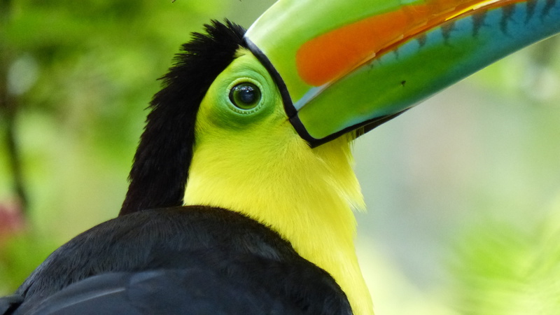 animals in the wild, keel, focus on foreground, yellow, beak, tropical rainforest, tucan, vertebrate, outdoors, close-up, 4K, toucan, rainforest, nature