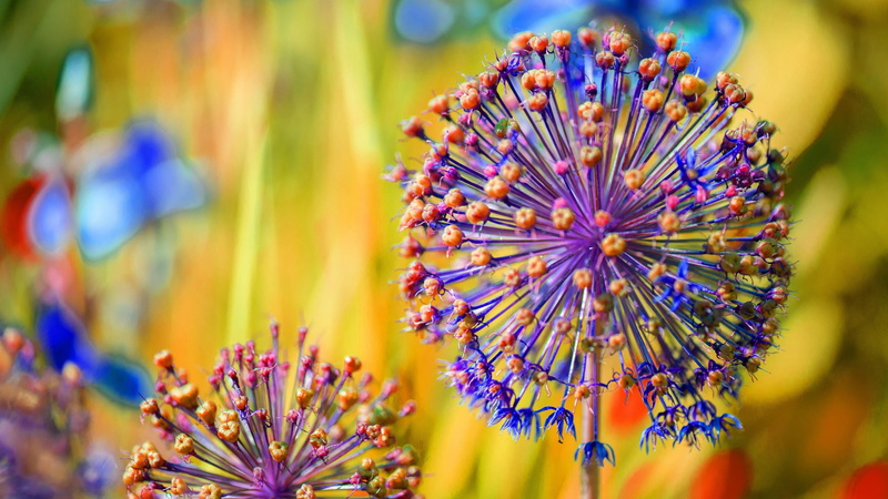 photography, springtime, allium carinatum, inflorescence, beauty in nature, wildflower, selective focus, vulnerability, keeled garlic, flower head, macro photography