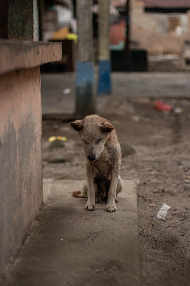 day, wildlife, indonesia, village, animals in the wild, animal wildlife, livestock, terrier, clothing, ground, archaeology, overcoat, animal, domestic animals