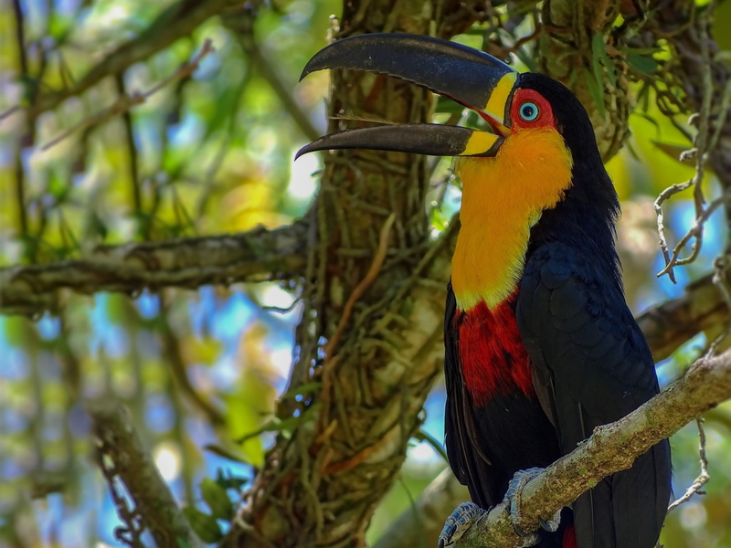 1080P, bird, beak, Toucan, branch