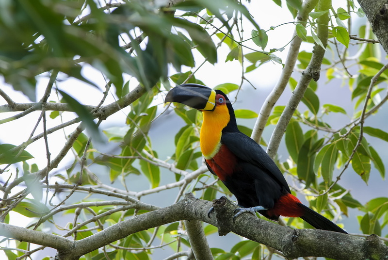 colors, plant, macaw, tropical Climate, parrot, animal Wing, wildlife, blue, orange, nature, branch, tropical Bird, animal, green Color, yellow, black Color
