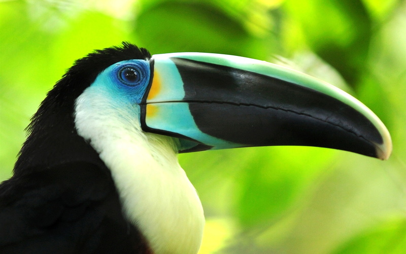 Beak, Photography, Toucan, Macro, Bird, close, 1080P