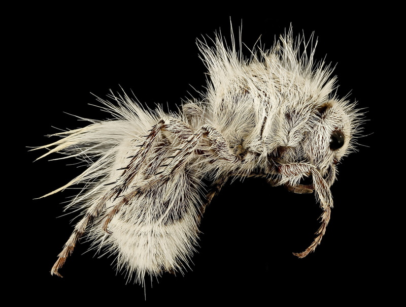indoors, beauty in nature, wingless, insect, background, one animal, macro, hairy, freshness, usgs, velvet ant, night, nature, fragility, flowering plant