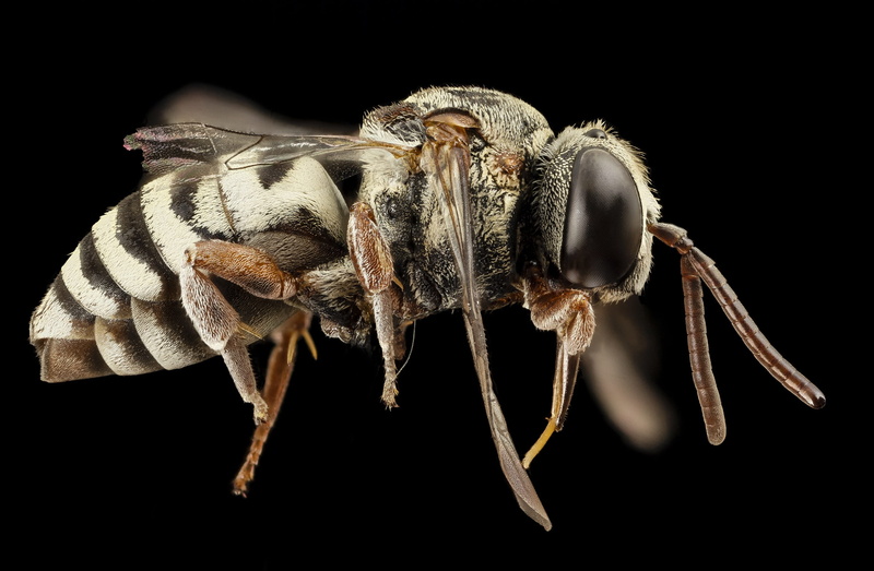 studio shot, cut out, biology, invertebrate, photography, animal, nature, colletes, parasitic, close up, science, angel, arthropod, indoors, animal body part