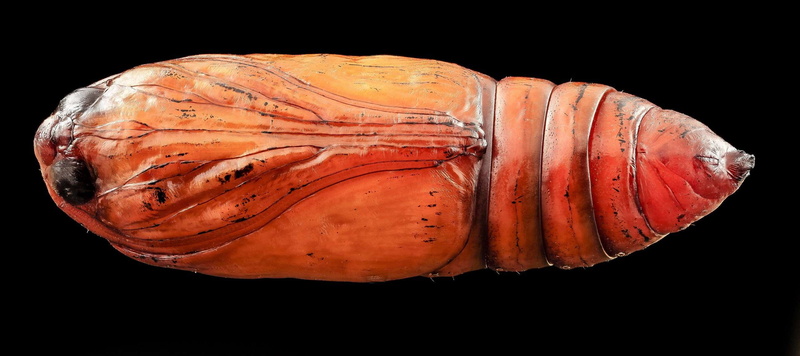 studio shot, black cutworm, orange color, red, macro, food and drink, raw food, 2K, bug, no people, close up, moth, animal wildlife, pupa, dark sword grass