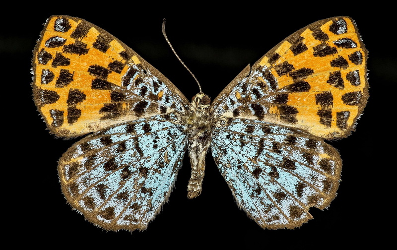indoors, macro, animal wing, animal wildlife, female, colorful, animal, black color, nature, beauty in nature, animal markings, 2K, wildlife, animal themes