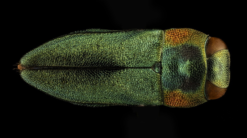 insect, wildlife, anthaxia, body part, fashion, extreme close-up, no people, indoors, one animal, nature, technology, social issues, black background, side view