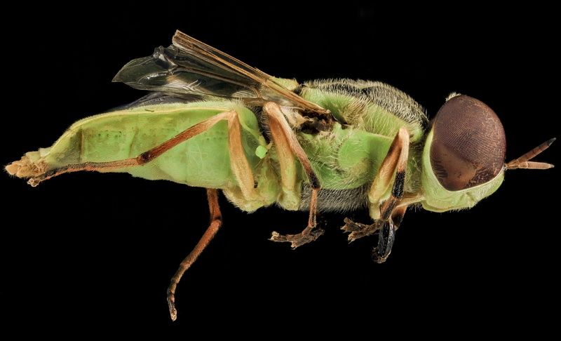 invertebrate, brown, antenna, wing, black background, nature, arthropod, fly, wildlife, soldier fly, bug, animal body part, surface, hedriodiscus, 2K