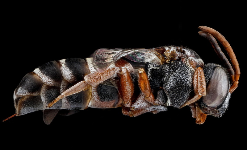 cut out, animal wildlife, macro, arthropod, studio shot, bug, photo, yellow, colletes, marine, cuckoo, bee, animal body part, animals in the wild, invader