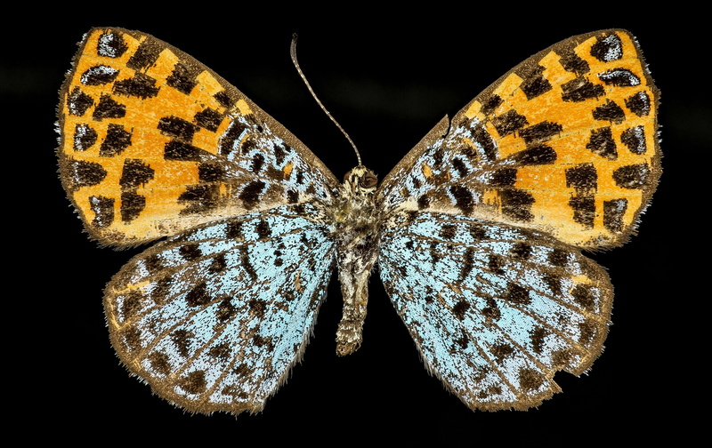 studio shot, insect, black, 2K, mounted, south america, animal themes, peru, neotropics, usgs, wildlife, indoors, orange, animal markings, butterfly - insect