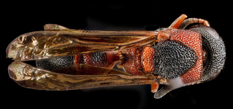 animal eye, black background, crustacean, wildlife, close-up, animal themes, organic, potter, close up, fruit, invertebrate, leptochilus acolhuus, bug