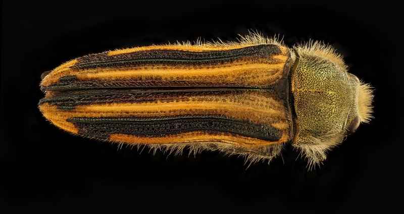 textile, insect, hair, beetle, brown, still life, studio shot, black background, colored background, yellow, close-up, wildlife, animal, one animal, bug