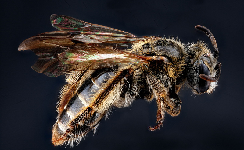 nature, gonandrena, arthropoda, apoidea, poisonous, animal themes, arthropods, Wings, one animal, stackshot, andrena, usgs, fragilis, indoors, miningbees