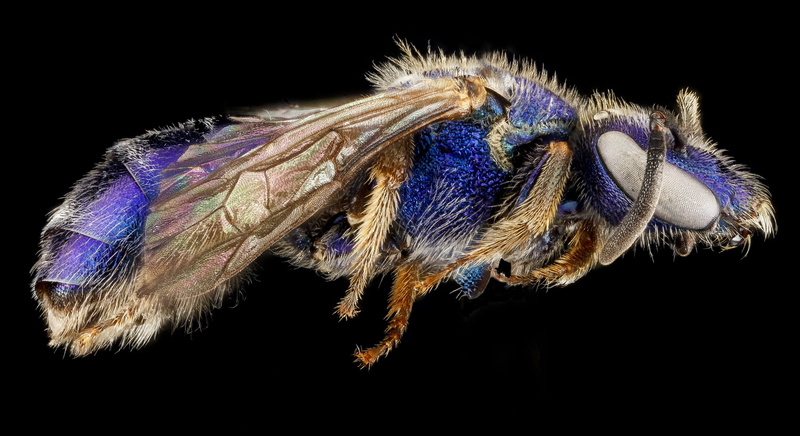 one animal, animal, no people, animal leg, brown, black background, animal wildlife, mounted, animal body part, purple, bug, animal hair, wildlife, burrow