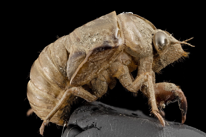 night, close-up, photo, exoskeleton, animal, close up, animal wildlife, animals in the wild, cicada, solid, exuviae, insect, closeup, usgs, no people, mounted