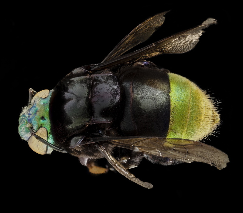 guyana, black color, animal themes, close-up, animal, animal wildlife, close up, nature, metallic, still life, studio shot, one animal, macro, usgs, 1080P