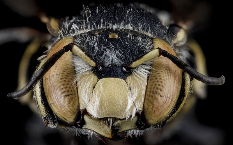usgs, biml, arthropods, Island, florid, one animal, focus on foreground, growth, arthropod, nature, extreme close-up, hymenoptera, animal eye, usgsbiml