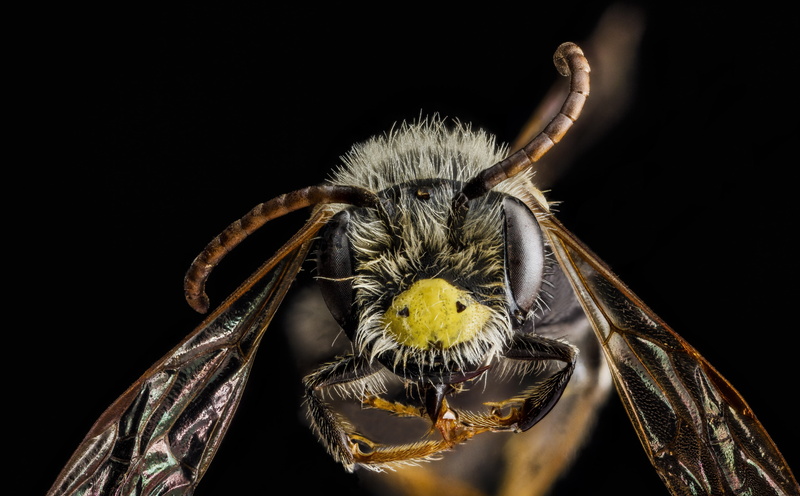 animal themes, usgs, no people, bee, arthropoda, stackshot, antennae, anthophila, animal head, Male, 5K, close-up, macrophotography, studio shot, animal
