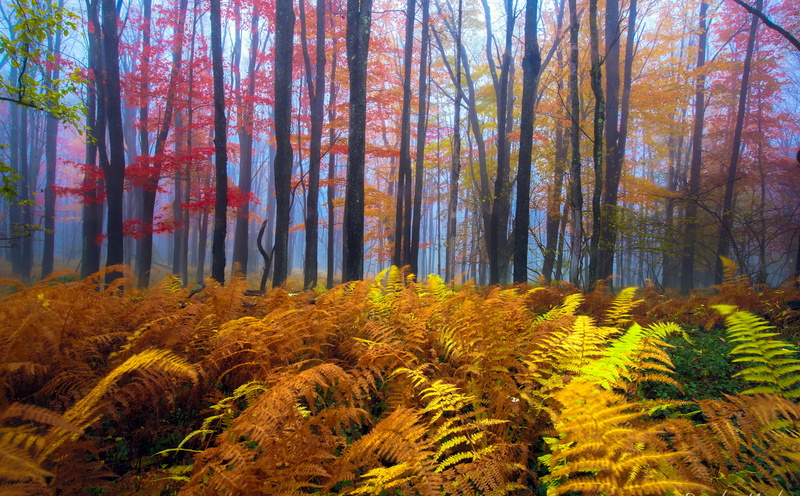 day, Montgomery County, Fall, trunk, MCAGFAIR, green, tree trunk, plant, fern, scenics - nature, foliage, Orange, Seasons, tree, nature, colored, environment