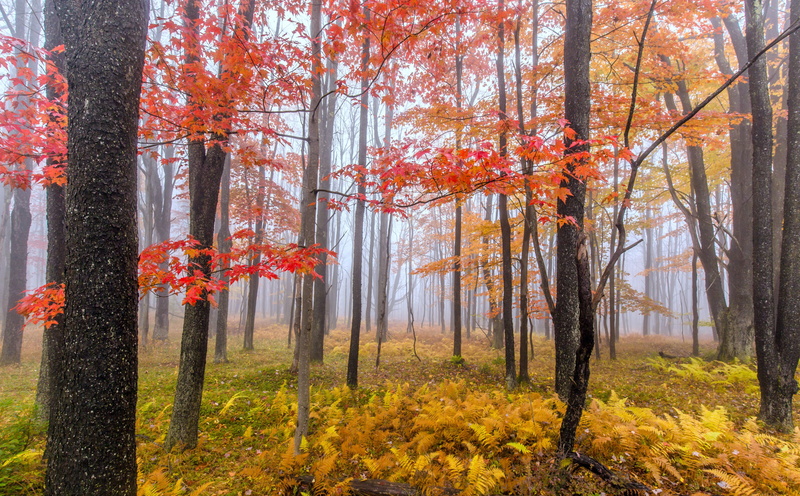 Colors, black waterfalls state park, tree, leaf, 5K, plant, change, Montgomery County, foggy, Forest, afternoon, fair, pine woodland, fogg, Beautiful